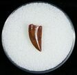 Fine Raptor Tooth From Morocco - #6899-1